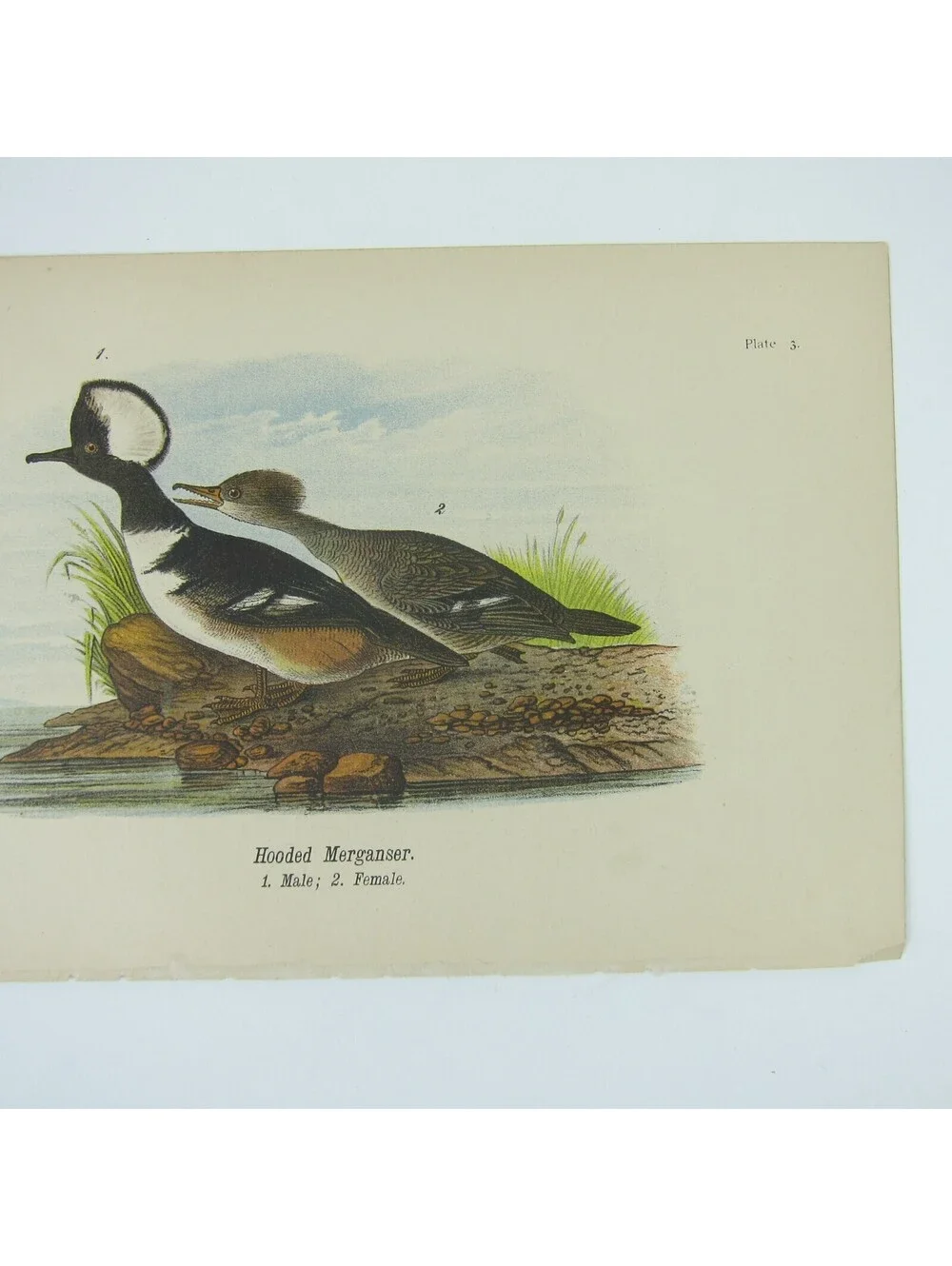 N/A bird lithograph
